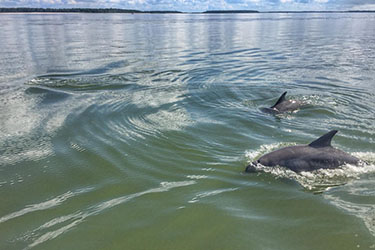 DOLPHIN TOURS