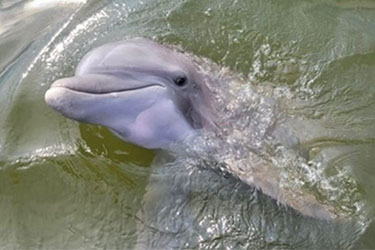 DOLPHIN TOURS